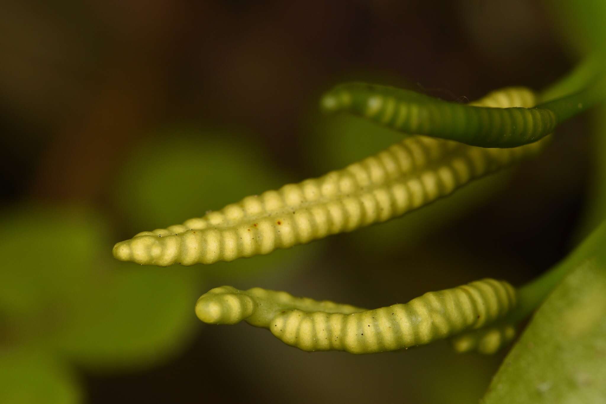Image of cheiroglossa fern