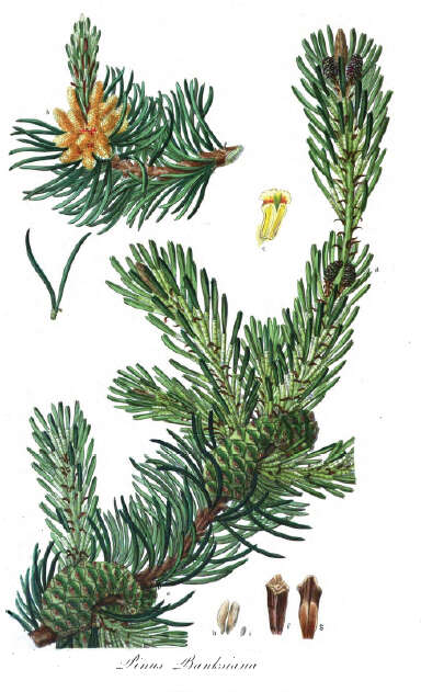 Image of jack pine