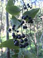 Image of Smilax australis R. Br.