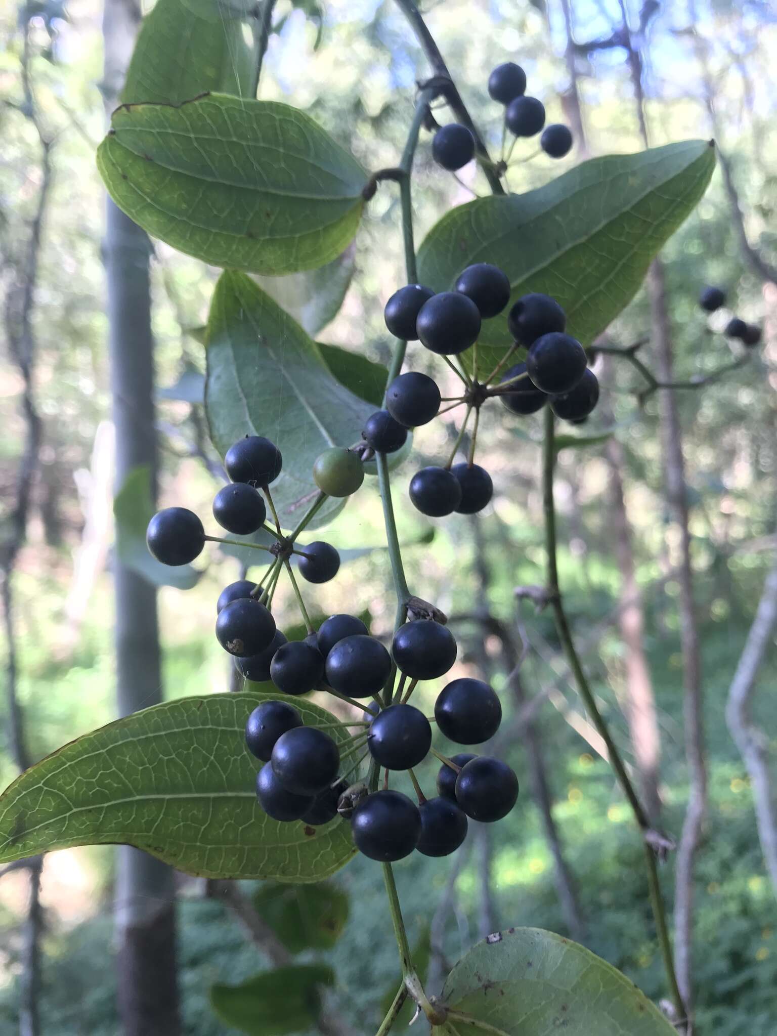 Image of Smilax australis R. Br.