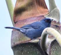 Image of Bluish Flower-piercer