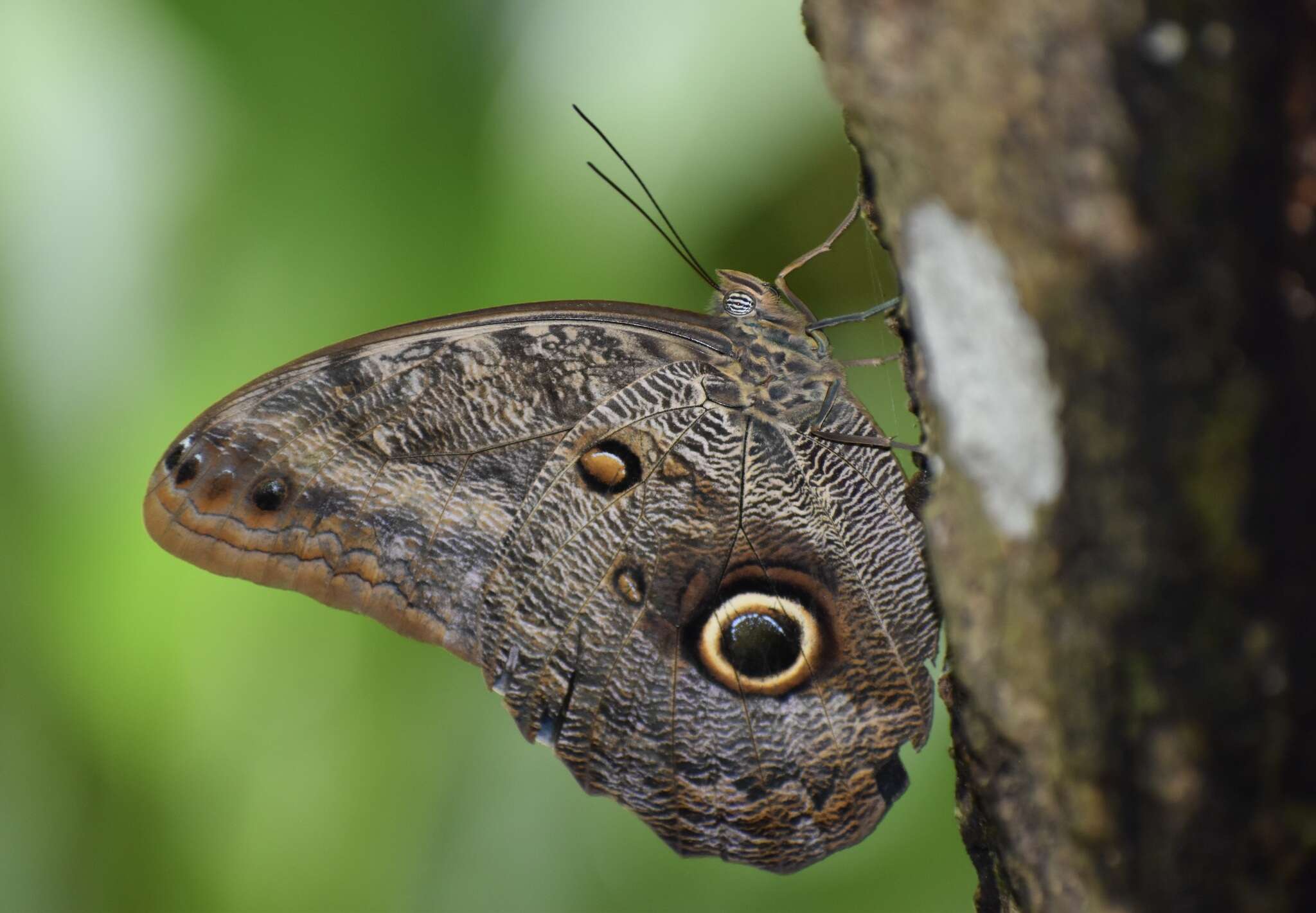 Imagem de Caligo brasiliensis minor Kaye 1904