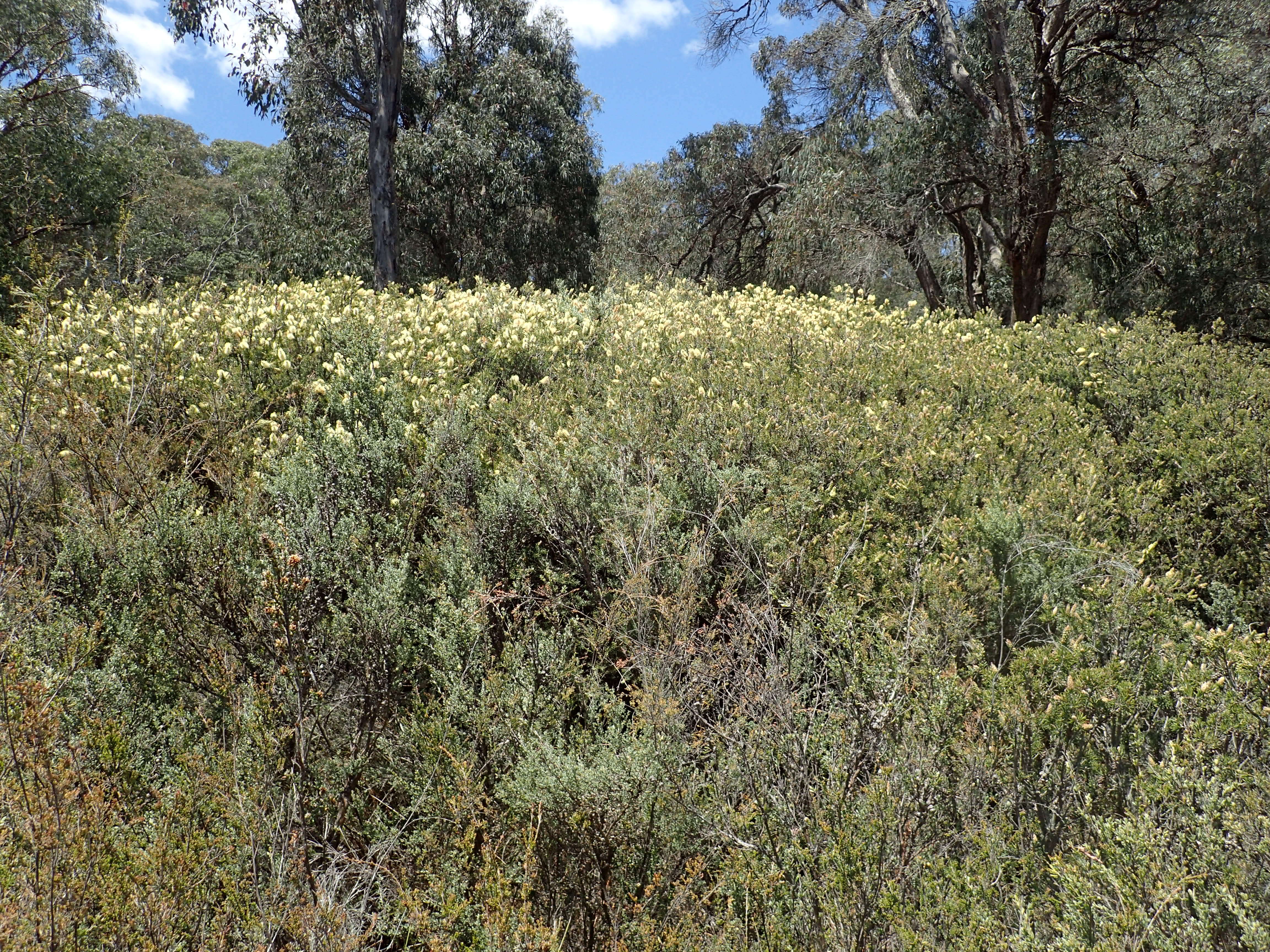 Sivun Callistemon pityoides Miq. kuva