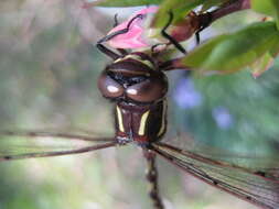 Image of Austropetalia patricia (Tillyard 1910)