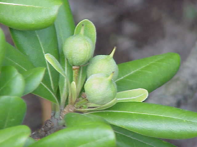 Image de Pittosporum tobira (Murray) Aiton fil.