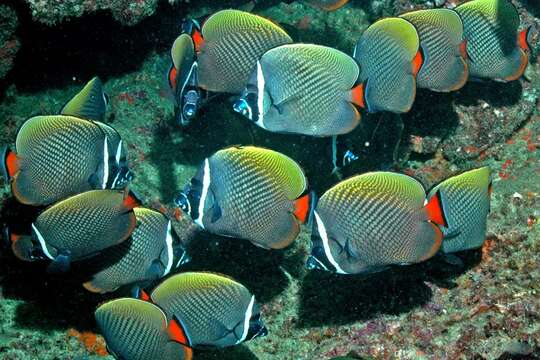 Image of Brown Butterflyfish