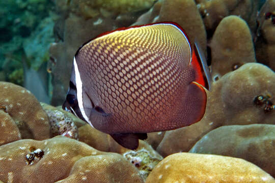 Image of Brown Butterflyfish