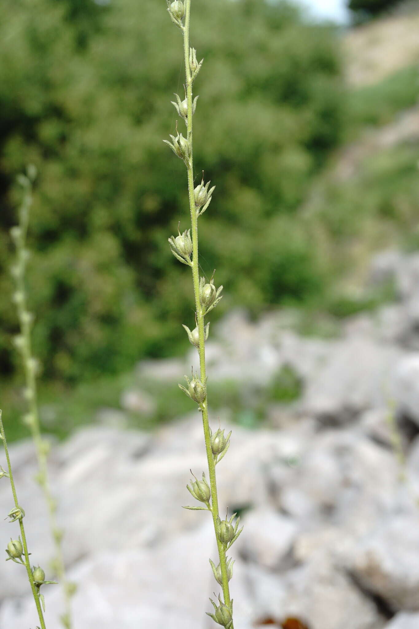 Sivun Verbascum orientale (L.) All. kuva