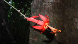 Image de Passiflora spinosa (Poeppig & Endlicher) Masters