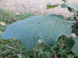 Image of Solanum violaceum Ortega