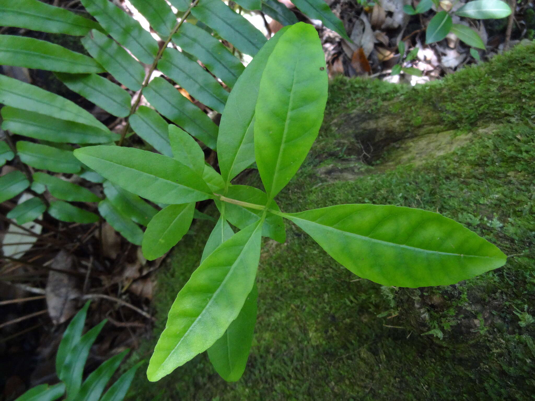 Image of Nuxia verticillata Lam.