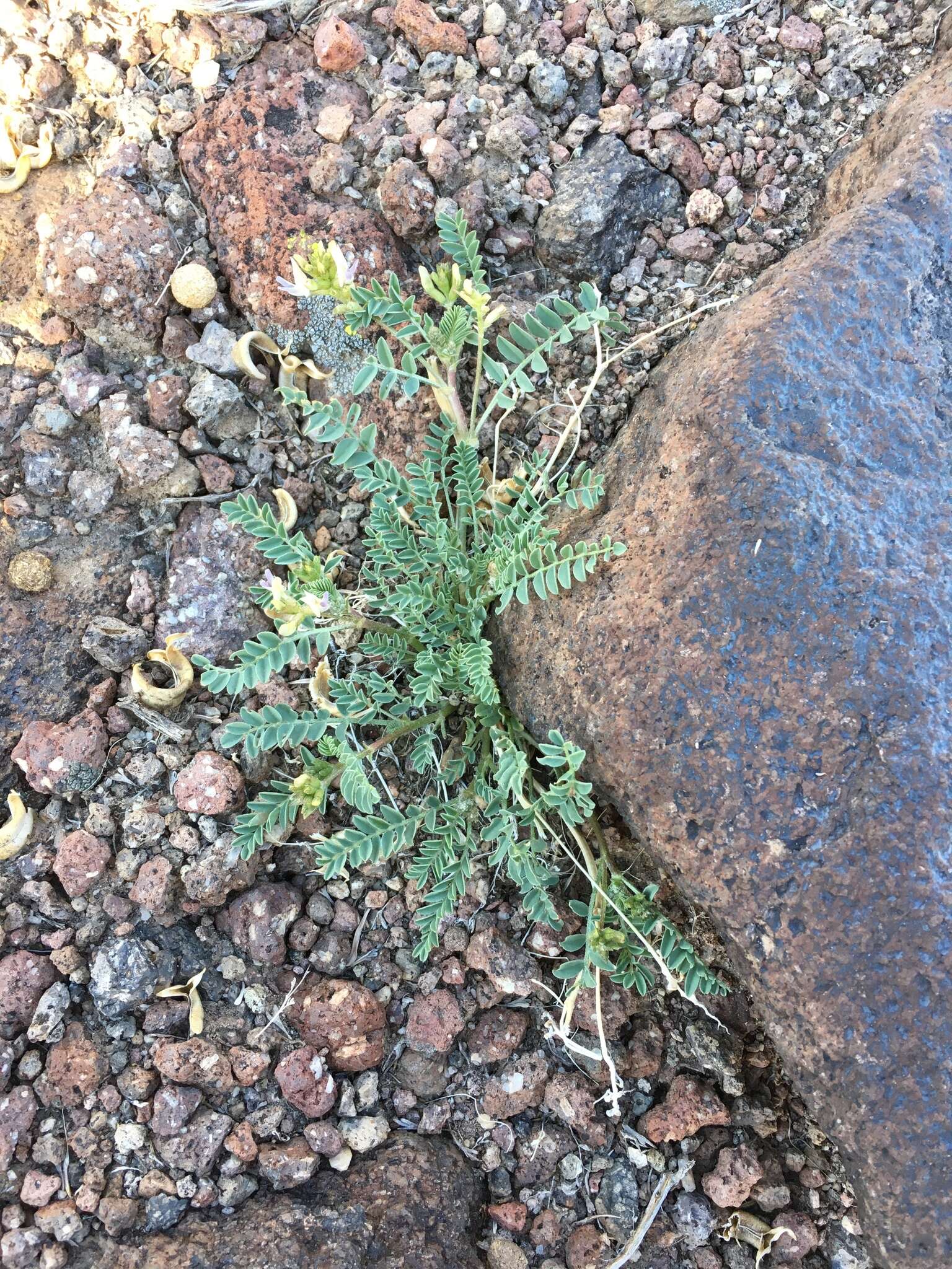 Imagem de Astragalus iodanthus S. Wats.