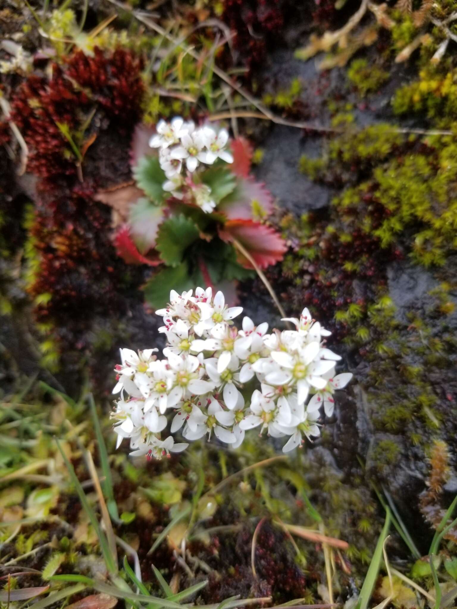 Plancia ëd Micranthes rufidula Small