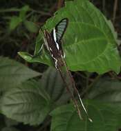 Image of Green Dragontail Butterfly