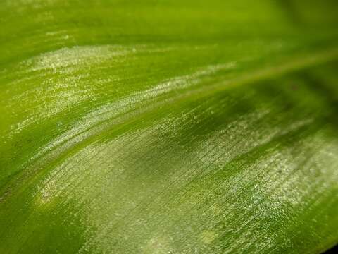 Image of Alpinia japonica (Thunb.) Miq.