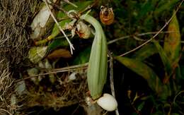 Image of Large-fruited Catasetum