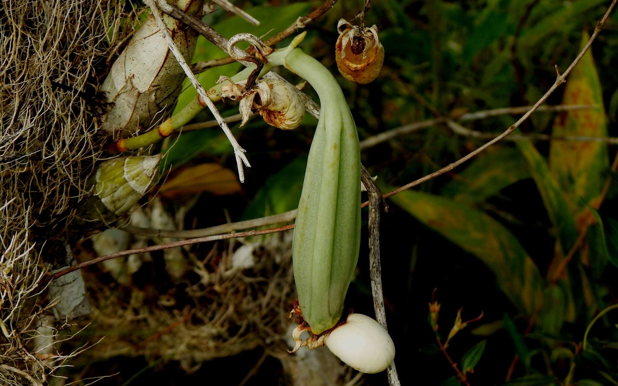 Image of Large-fruited Catasetum