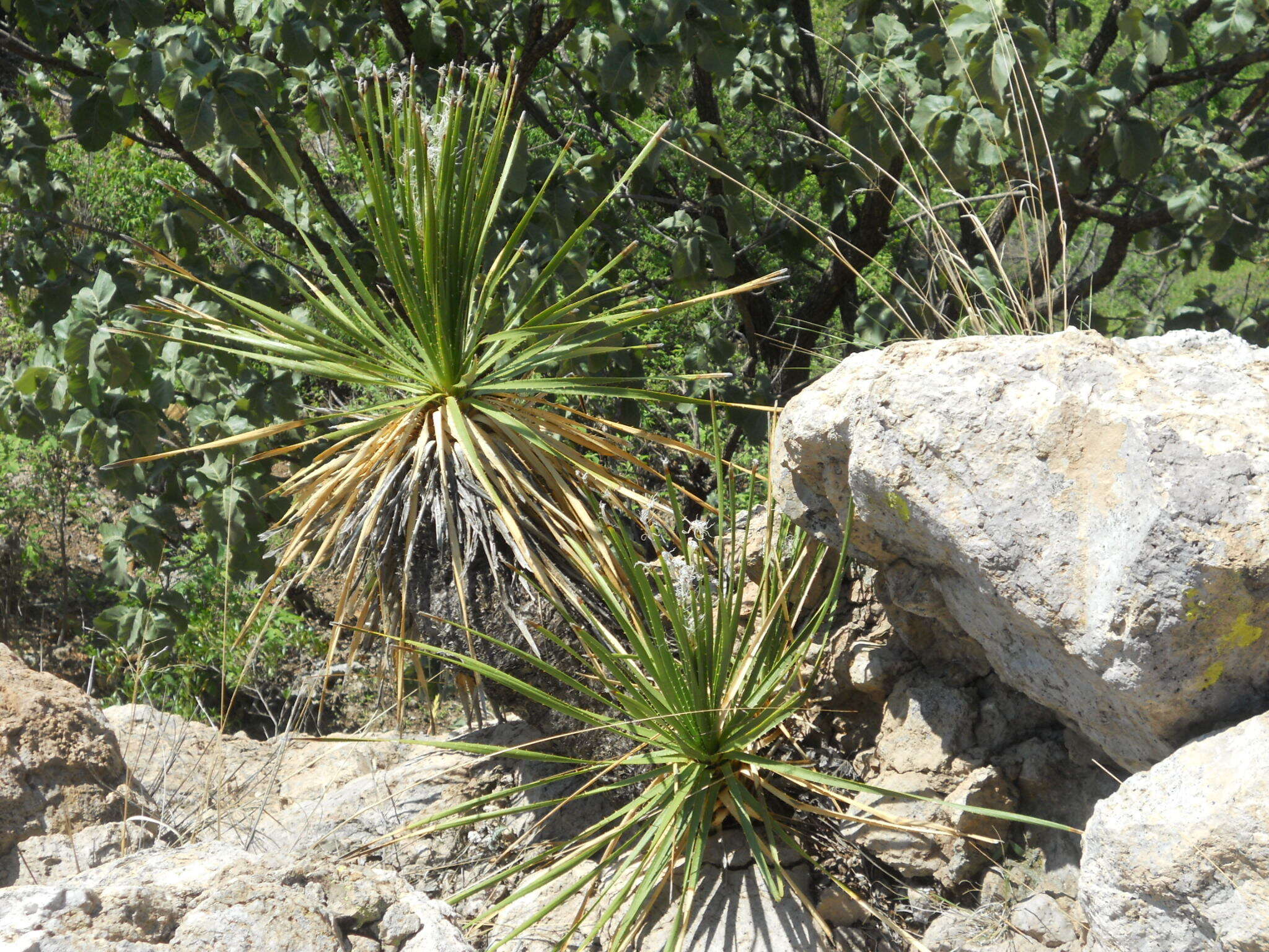 Image of Dasylirion acrotrichum (Schiede) Zucc.