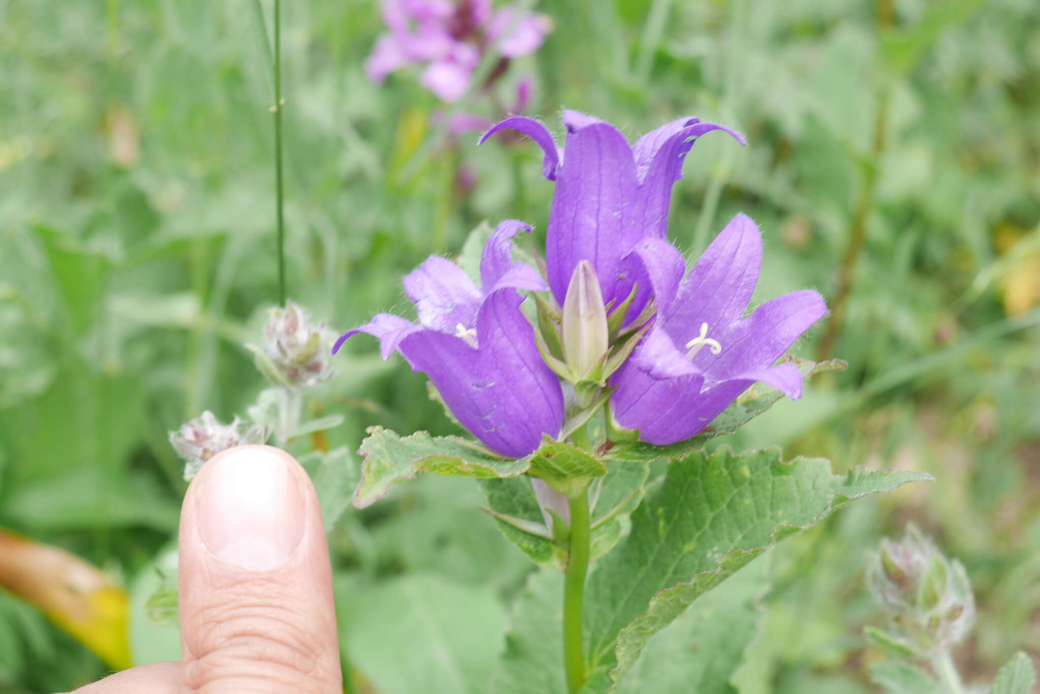 Imagem de Campanula glomerata subsp. hispida (Witasek) Hayek