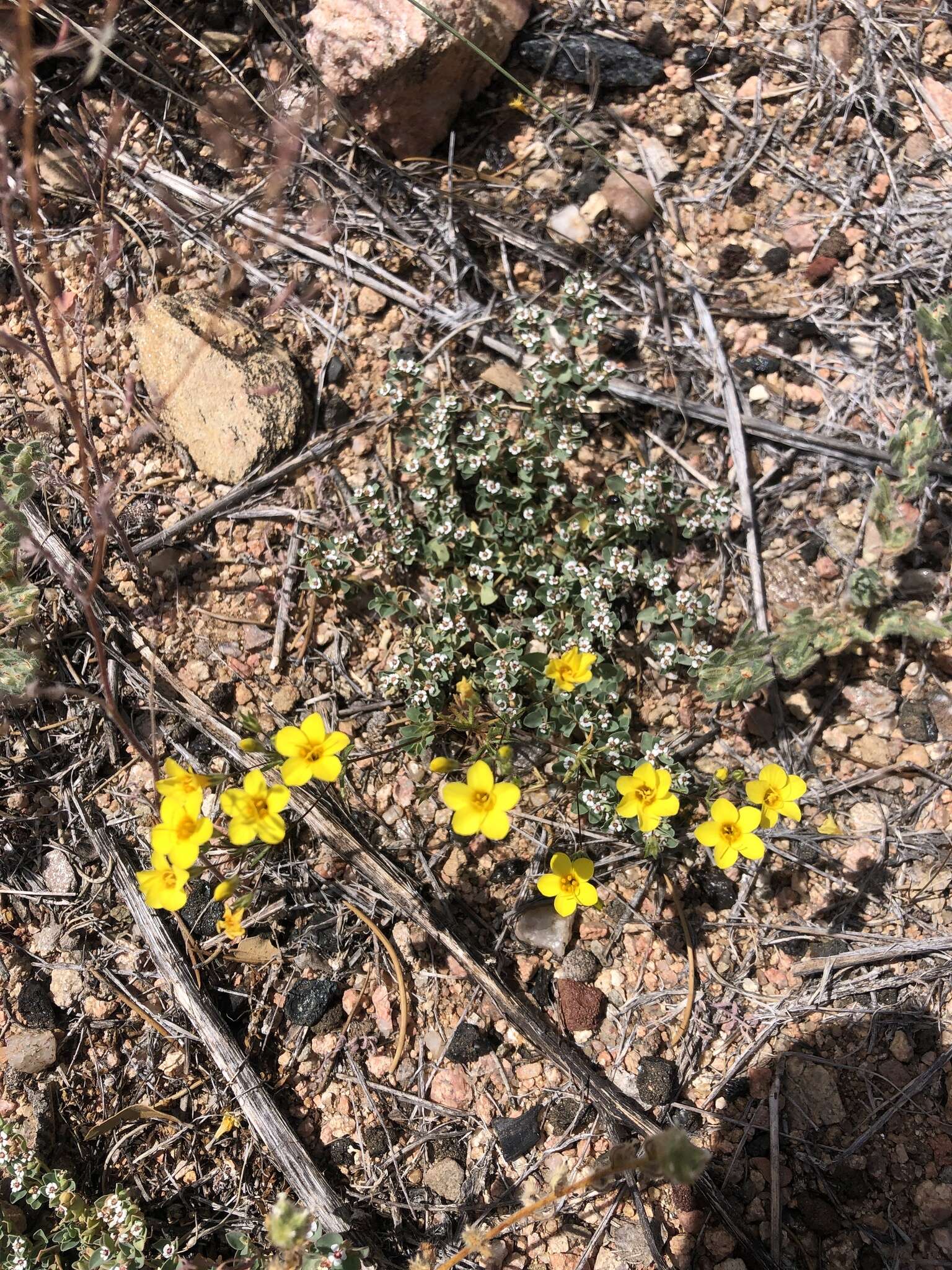 Image of golden linanthus