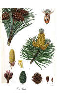 Image of Mountain Pine