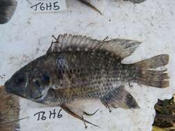 Image de Oreochromis leucostictus (Trewavas 1933)
