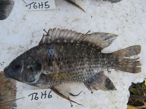 Image of Blue spotted tilapia