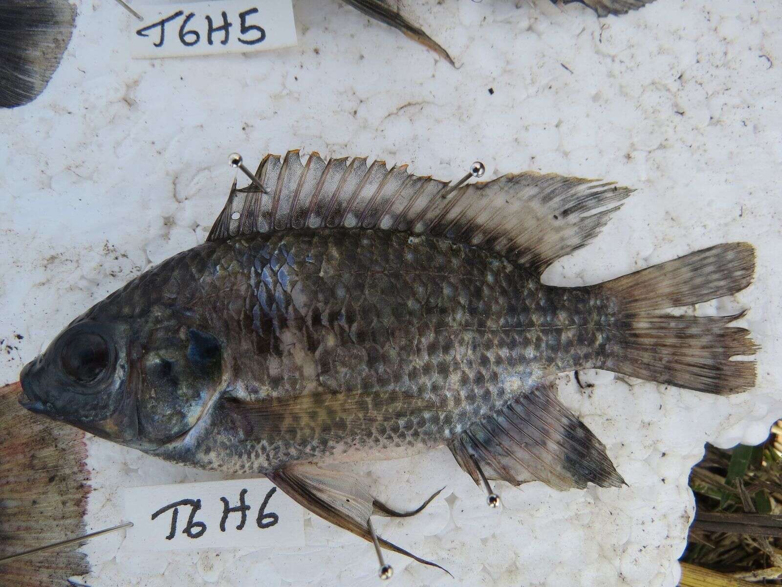 Imagem de Oreochromis leucostictus (Trewavas 1933)