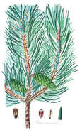 Image de Pinus echinata Mill.