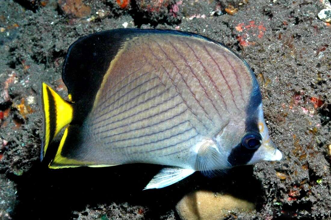 Image of Black-finned Vagabond