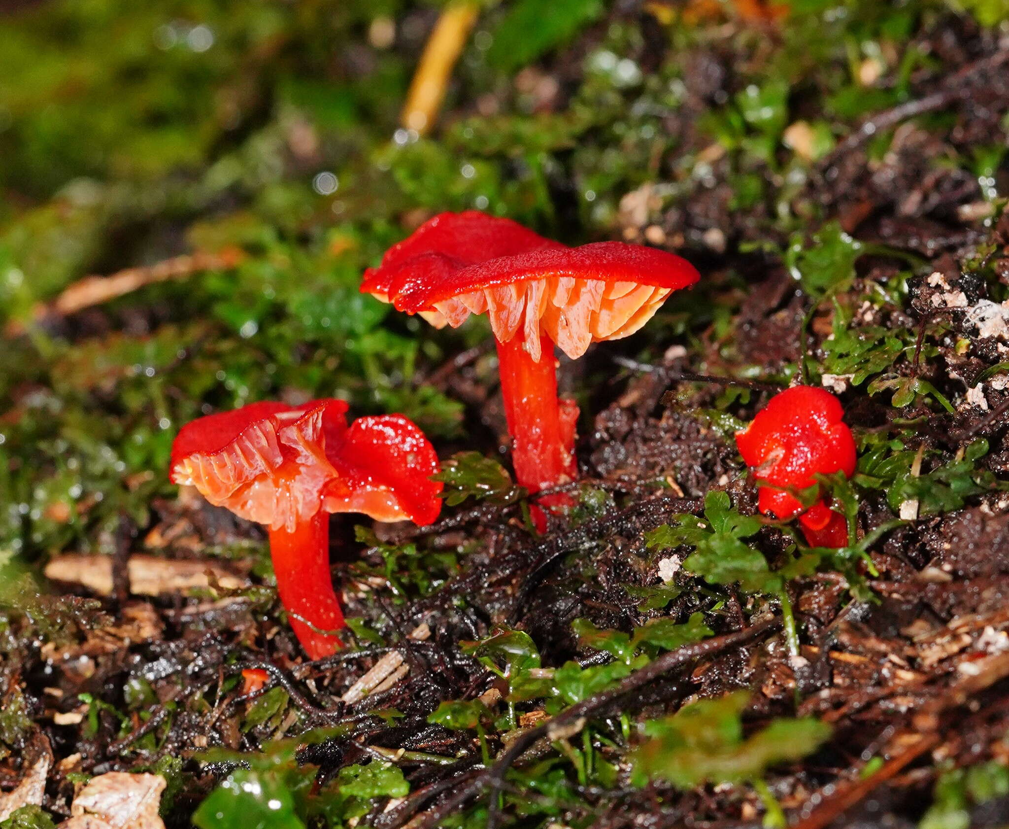 Image of Hygrocybe firma (Berk. & Broome) Singer 1958