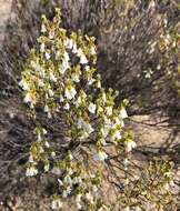 Image of Leucopogon woodsii F. Muell.