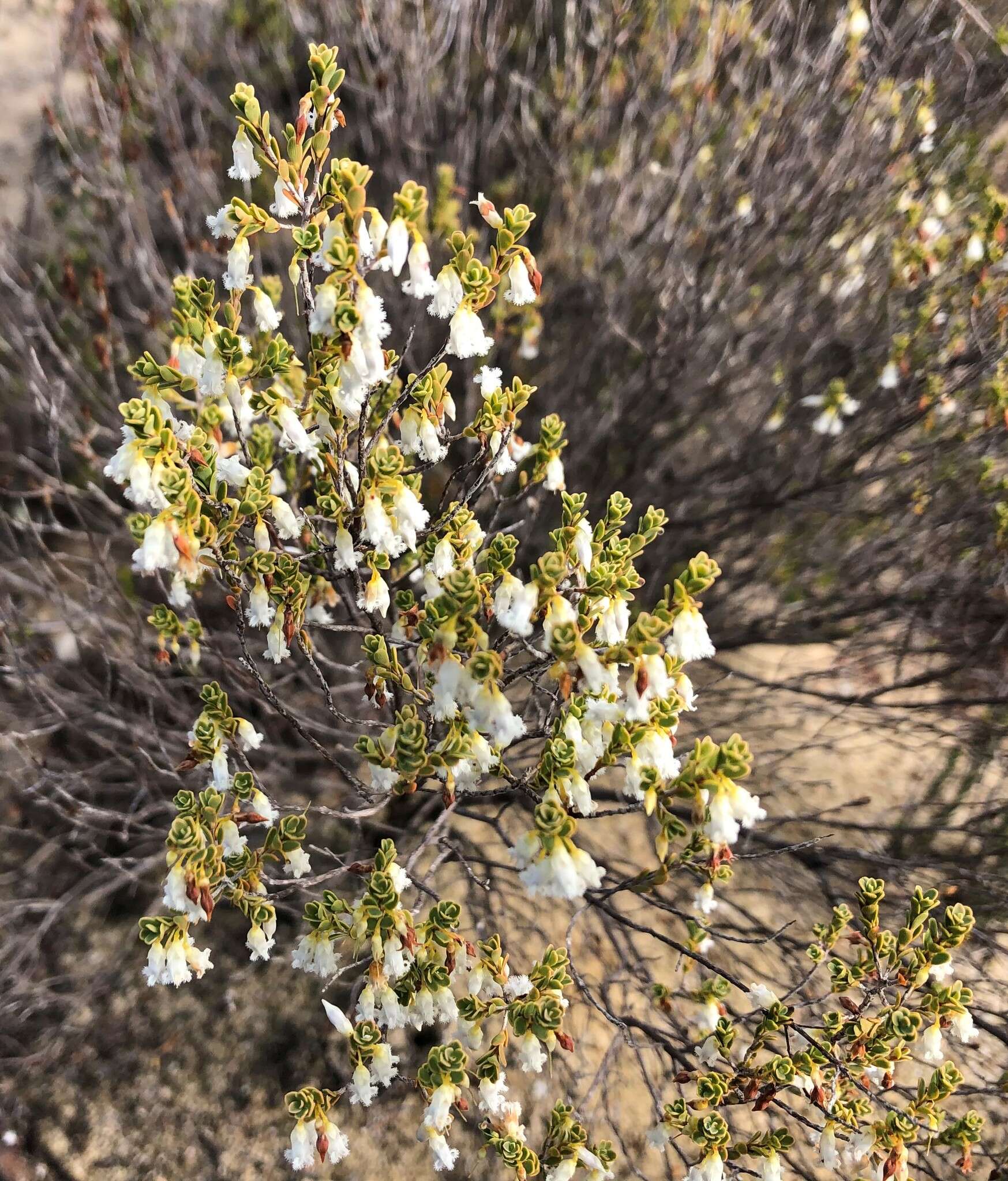 Image of Leucopogon woodsii F. Muell.