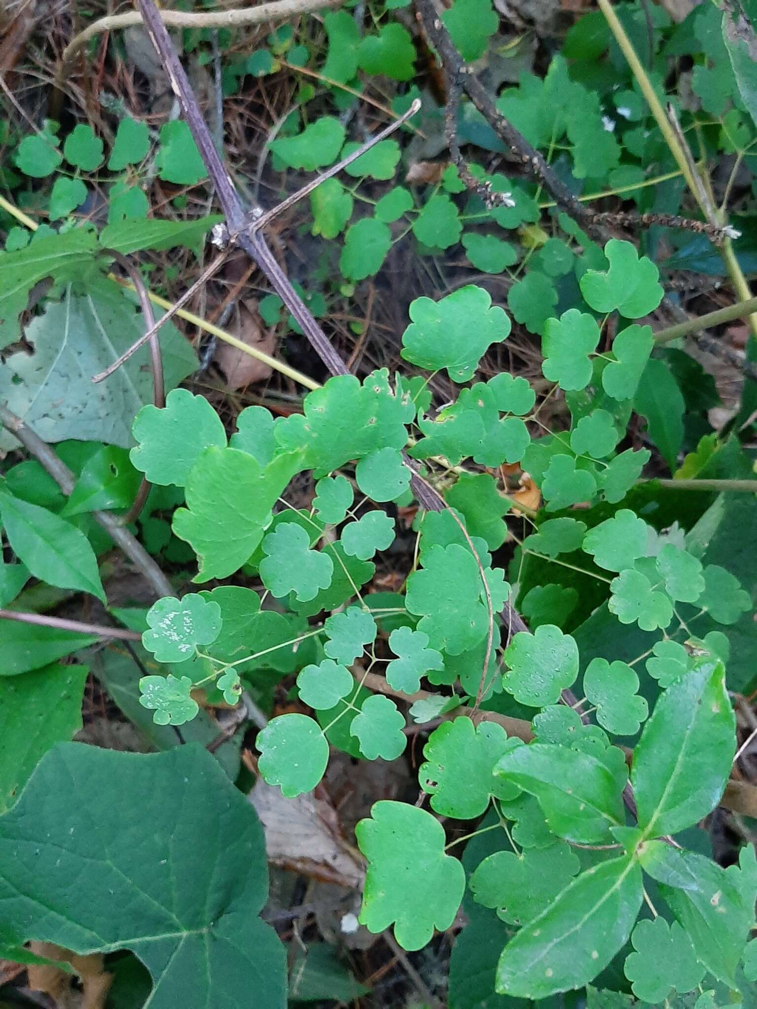 Thalictrum strigillosum Hemsl. resmi