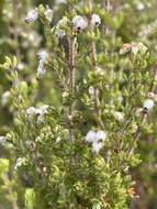 Image of Erica cordata var. cordata