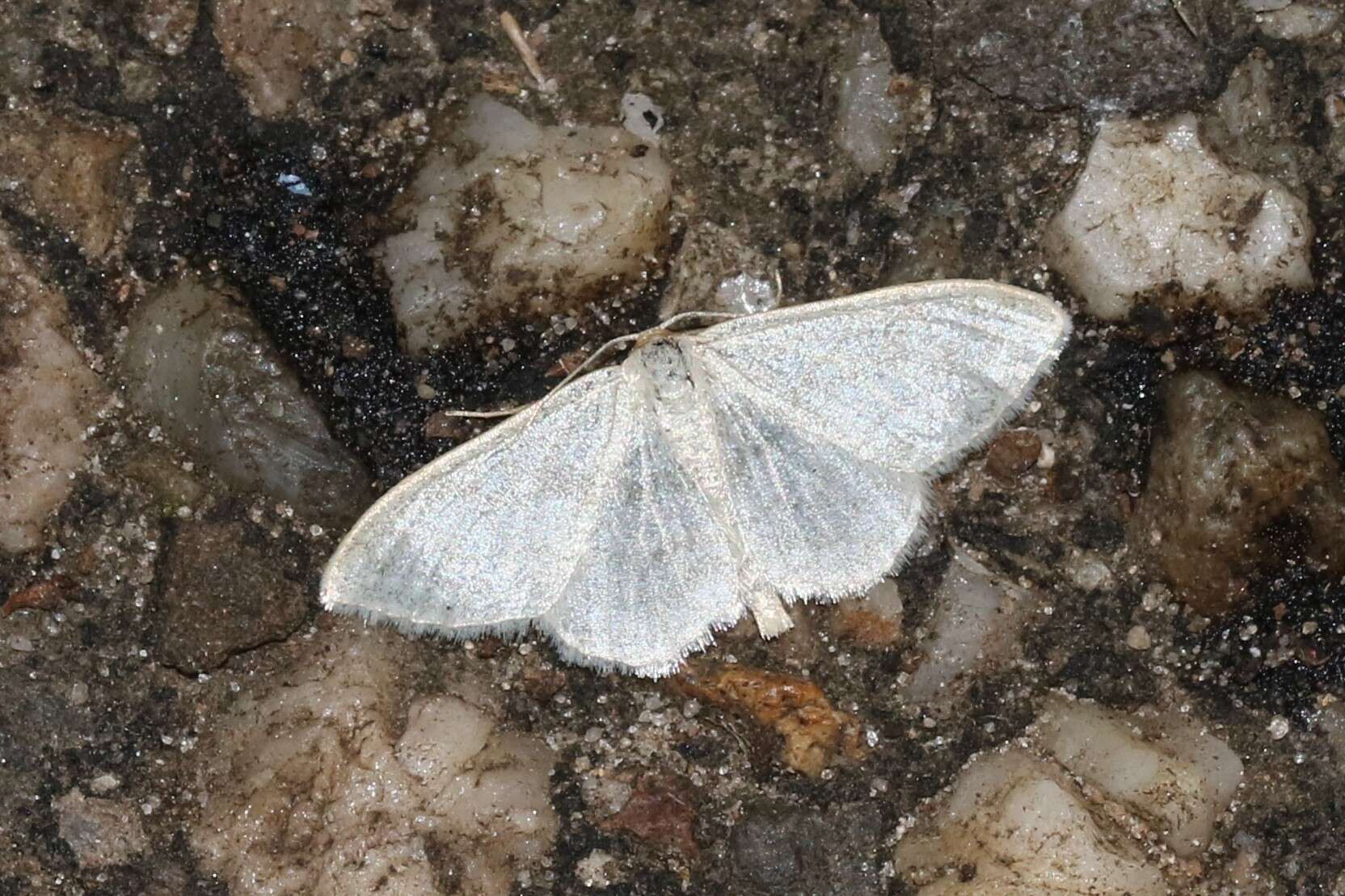 Imagem de Idaea subsericeata Haworth 1809