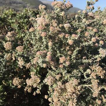 Plecostachys serpyllifolia (Berg.) O. M. Hilliard & B. L. Burtt的圖片