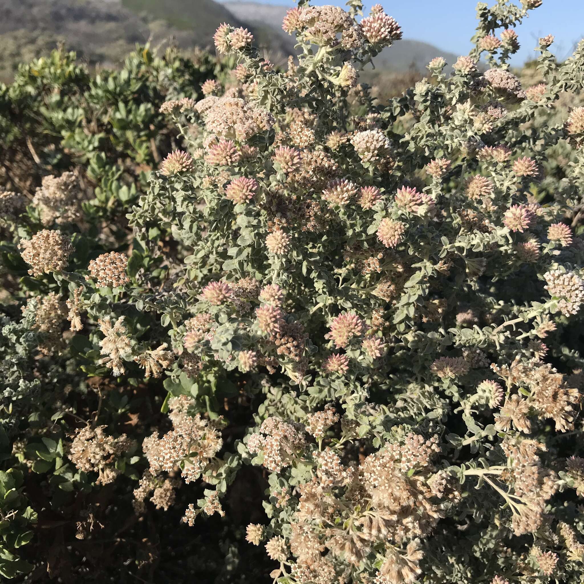 Слика од Plecostachys serpyllifolia (Berg.) O. M. Hilliard & B. L. Burtt