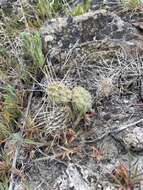 Image of grizzleybear pricklypear