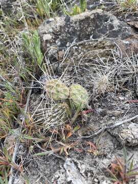 Opuntia columbiana Griffiths resmi