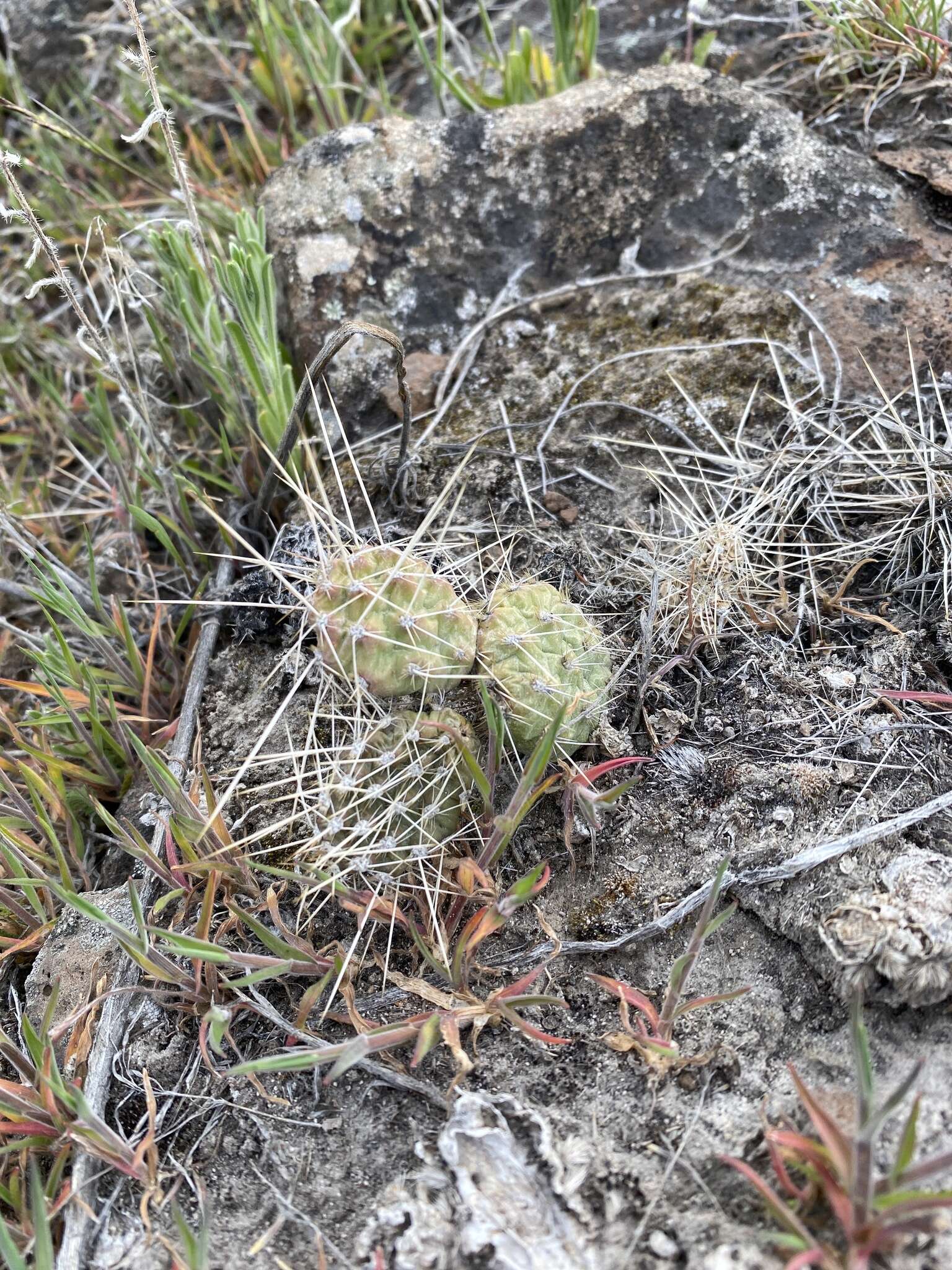 Image of grizzleybear pricklypear