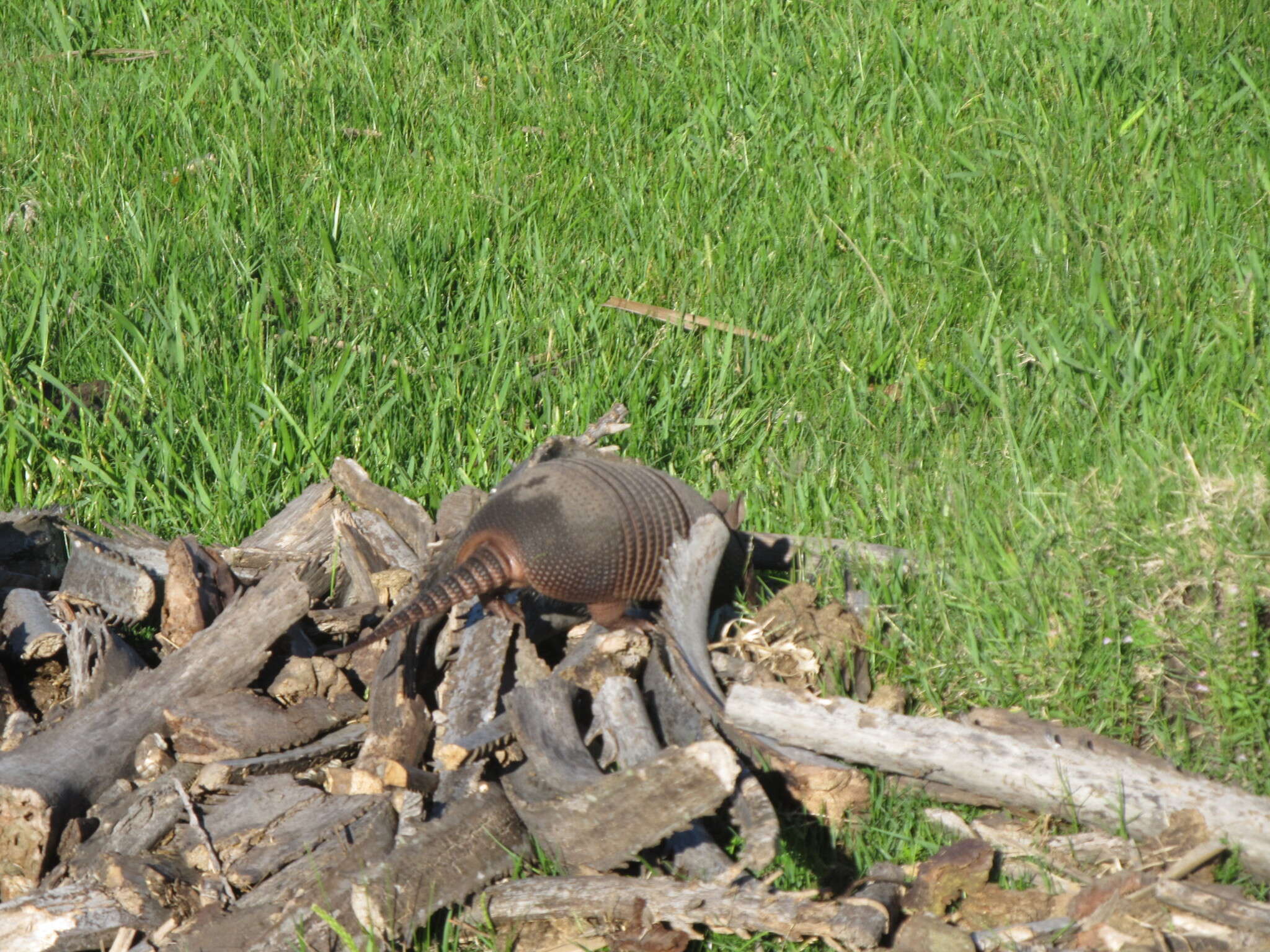 Image of Brazilian Lesser Long-nosed Armadillo