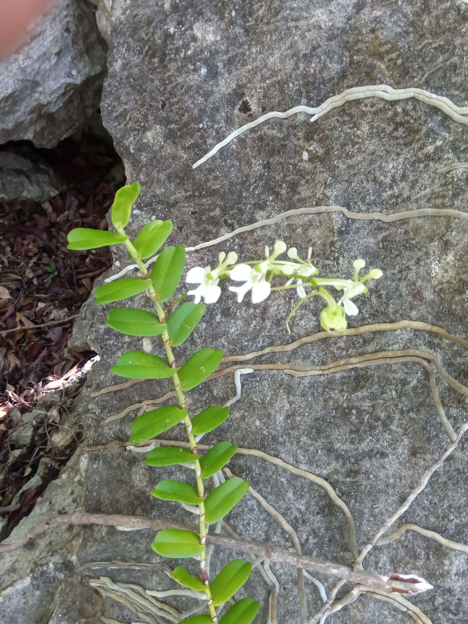 Imagem de Neobathiea spatulata H. Perrier