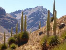 Image de Puya raimondii Harms