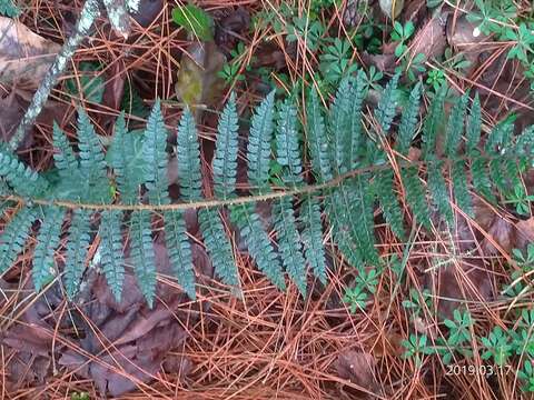 Imagem de Polystichum parvipinnulum Tag.