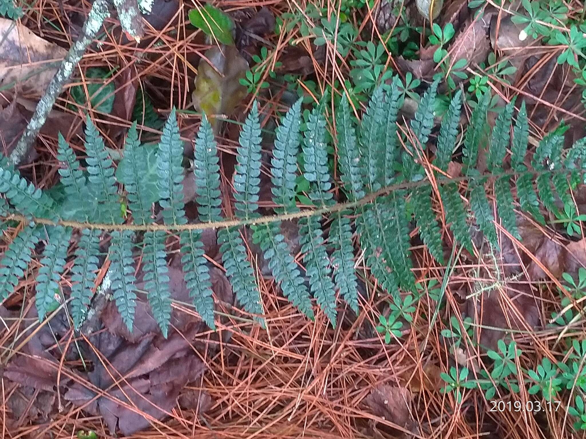 Image de Polystichum parvipinnulum Tag.