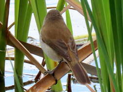 Image of Acrocephalus gracilirostris gracilirostris (Hartlaub 1864)