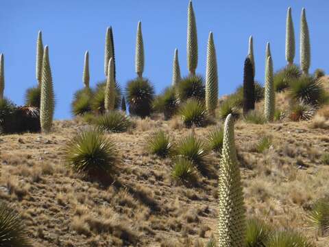 Image de Puya raimondii Harms