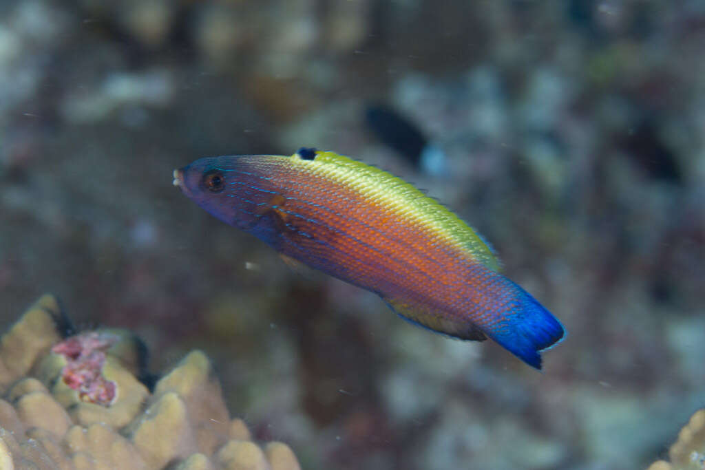 Image of Blacklobe wrasse