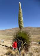 Image de Puya raimondii Harms